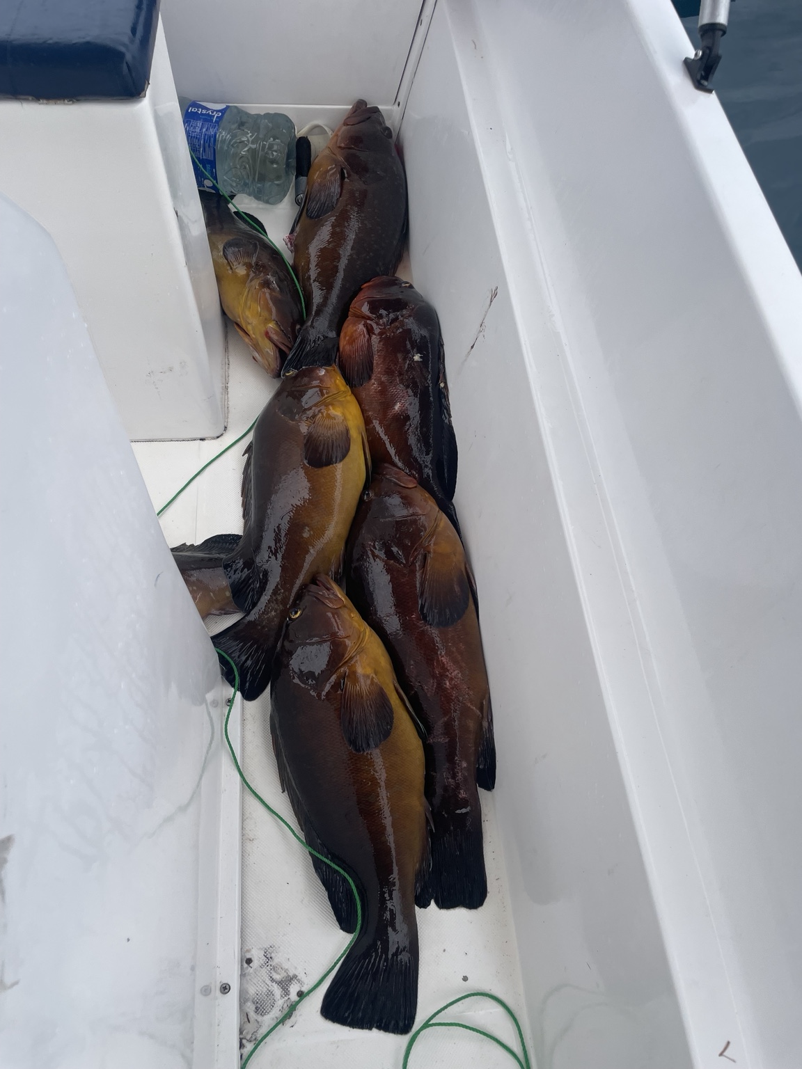 Registro de pesca 5